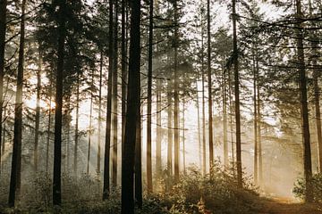 Sonnenstrahlen im Wald von Tessa Dommerholt