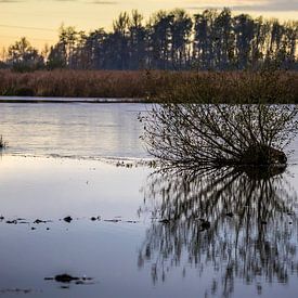 Spiegeling van Meint Brookman