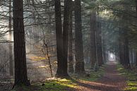 Mistige ochtend in het Zeisterbos! van Peter Haastrecht, van thumbnail