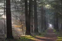 Foggy morning in the Zeisterbos!