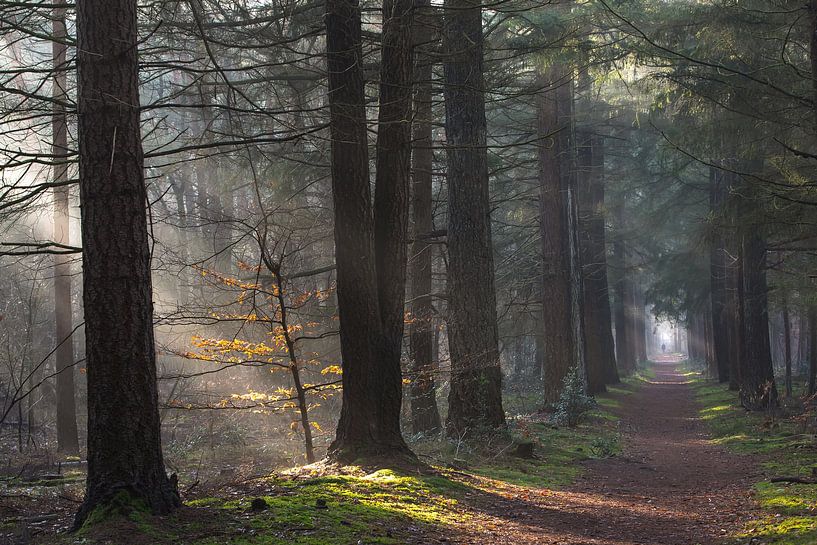 Mistige ochtend in het Zeisterbos! van Peter Haastrecht, van