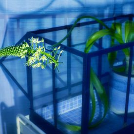 Blue Garden van True Color Stories