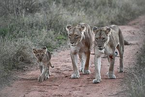 Le lionceau et ses mères