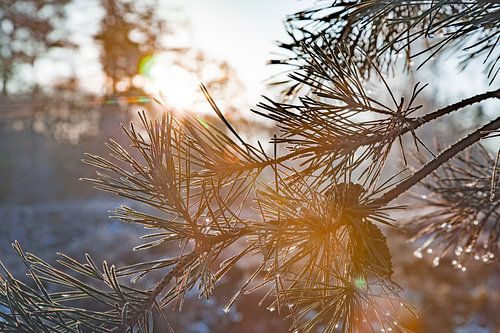 La fonte de la crème glacée