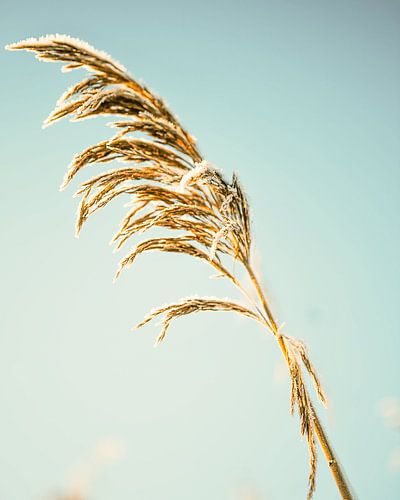 Rijp op riet.