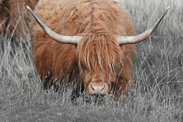 Highlander écossais, également connu sous le nom de Highland Cow sur Rini Kools
