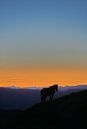 Horse on mountain by Paul Schrandt thumbnail