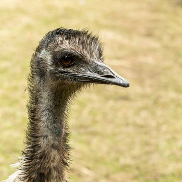 Nandoe - Rhea americana sur Rob Smit