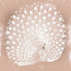 Japanischer Pfau auf Beige