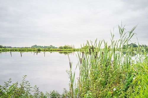 De sierlijke gras bij de waterkant