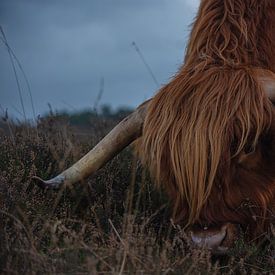 Scottish Highlander by Anouk Poelstra