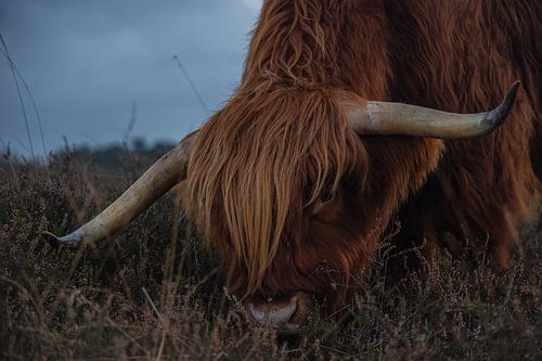 Highlander écossais