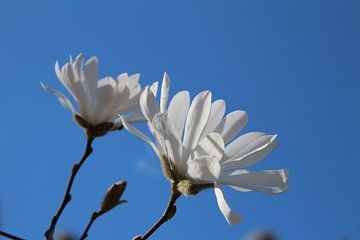 magnolia van Gerda Guichelaar