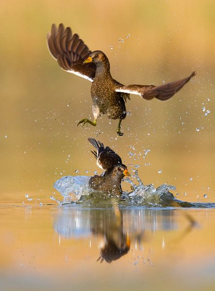 Spotted Crake, Porzana porzana by Beschermingswerk voor aan uw muur