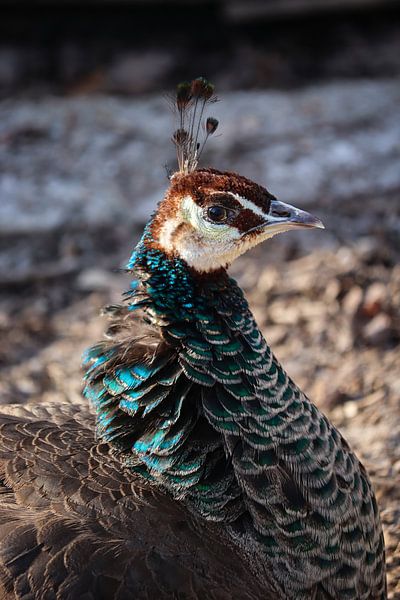 Kleurrijke pauw in natuurlijke omgeving van Imladris Images
