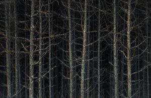 Spiegelung der Geister im Herbst