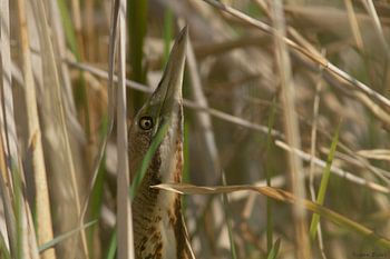 Bittern