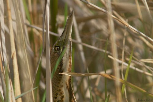 Bittern