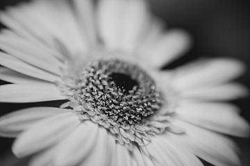 Gerbera bloemenmacro van Leo Schindzielorz