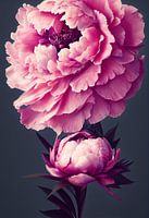 Pivoine en fleur, rose, macro, gros plan