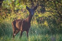 Black roebuck