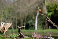 Der Eisvogel