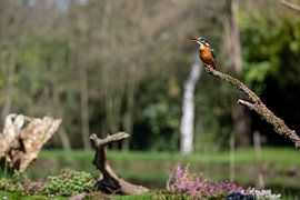 The Kingfisher van Guy Bostijn