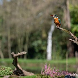 Der Eisvogel von Guy Bostijn