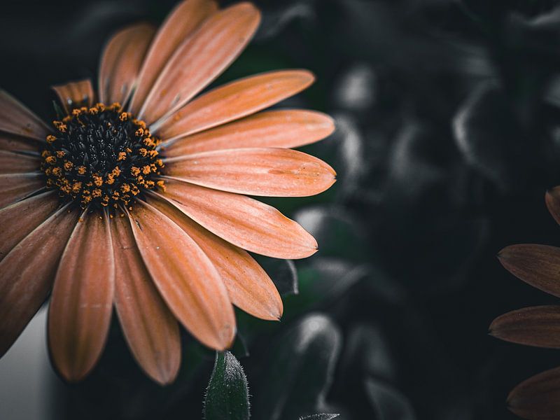 Moody Orange by Jenny Kambeck