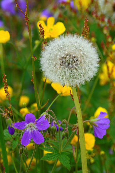 Norwegian Wildflowers by Gisela Scheffbuch