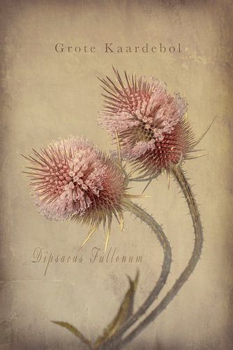 Kaardebol. Botanische prent. Vintage in Beige.