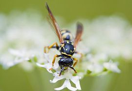 Guêpe des champs sur des fleurs blanches sur Andreas Bechinie von Lazan