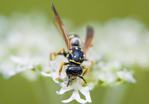Field wasp on white flowers