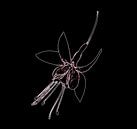Fuchsia ‘Riccartonii’ of bellenplant. van Jose Lok thumbnail