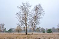 Birch trees on a cold autumn day by Johan Vanbockryck thumbnail