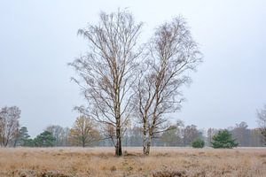 Bouleaux par une froide journée d'automne