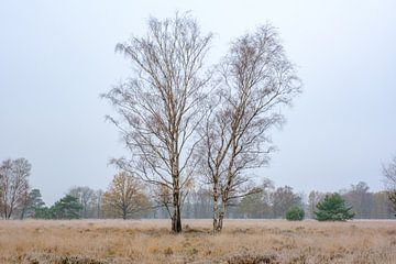 Berkenbomen op koude herfstdag van Johan Vanbockryck
