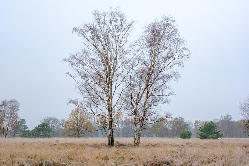Birch trees on a cold autumn day by Johan Vanbockryck