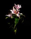 Solo fine-art flower by Fine Art Flower - Artist Sander van Laar thumbnail