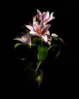 Solo fine-art flower