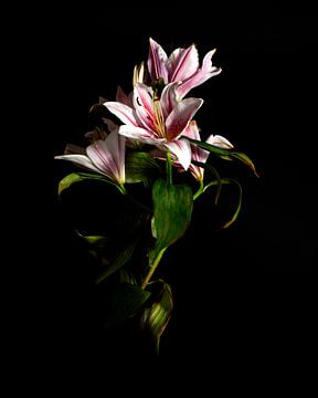Solo fine-art bloem "Madonnalelie" van Sander Van Laar