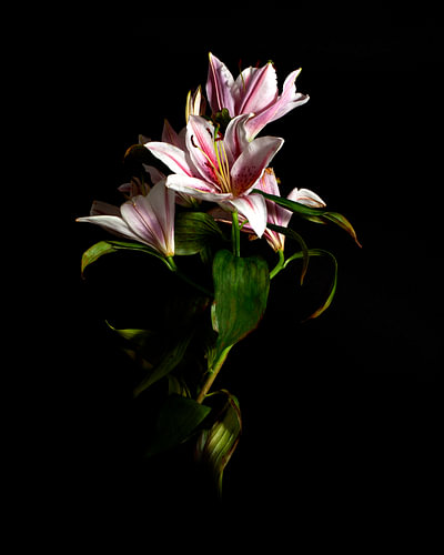 Bloem Madonnalelie fine-art Sander van Laar