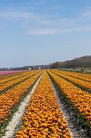 Tulpenfeld