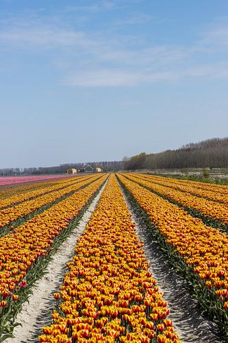 Tulipfield