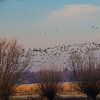 vogeltrek de ochtend van Gertjan Hesselink