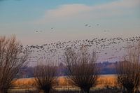 bird migration the morning