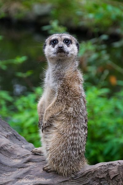 Meerkat sitting model by Patrick Verhoef