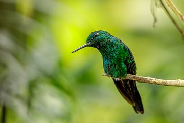 Green-crowned brilliant by Eveline Dekkers