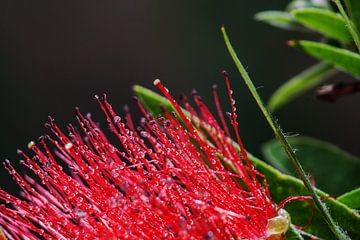 Drops III von Herbert Seiffert