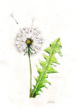 Löwenzahn mit Pusteblume von Sandra Steinke